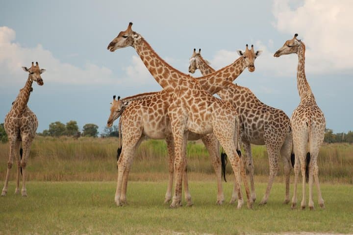 Okavango Delta to Chobe: 8-Day Safari, Mokoro & Camping Adventure photo 3