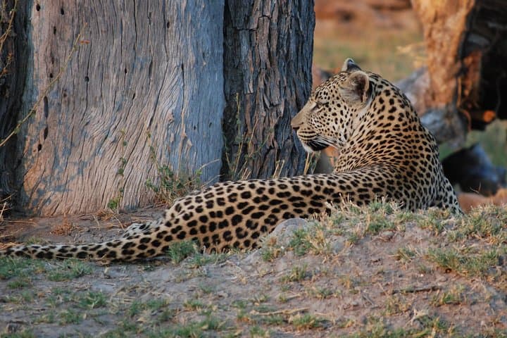 Okavango Delta to Chobe: 8-Day Safari, Mokoro & Camping Adventure photo 4