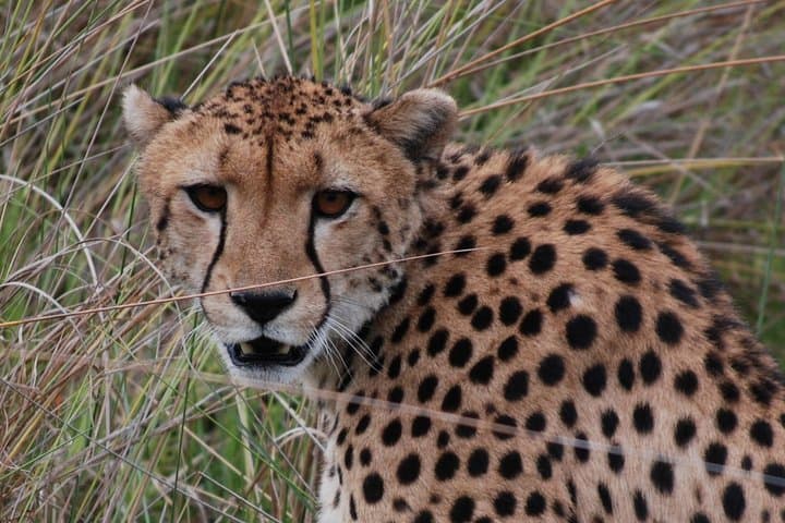 Okavango Delta to Chobe: 8-Day Safari, Mokoro & Camping Adventure photo 5