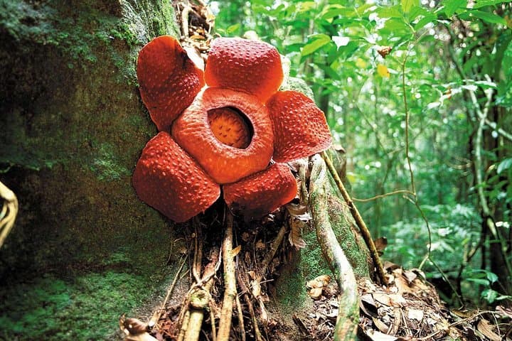 Hunt the Rafflesia: Gunung Gading Day Trip from Kuching photo 5