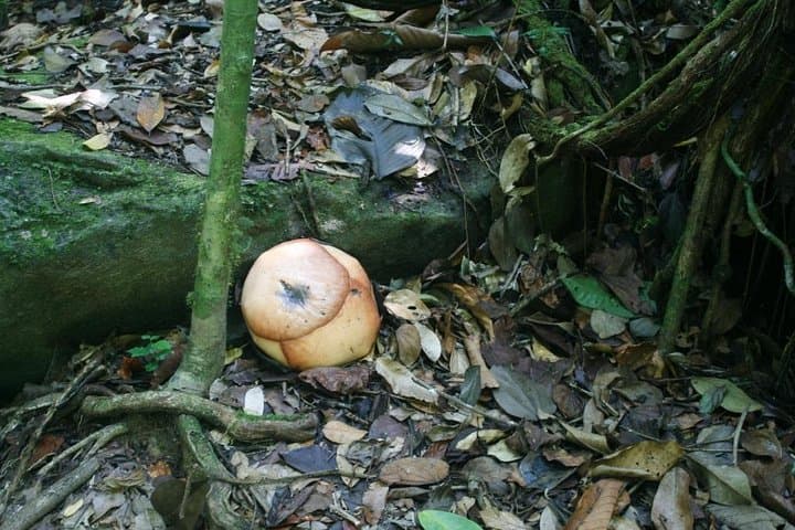 Hunt the Rafflesia: Gunung Gading Day Trip from Kuching photo 6