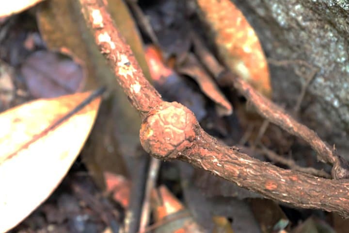 Hunt the Rafflesia: Gunung Gading Day Trip from Kuching