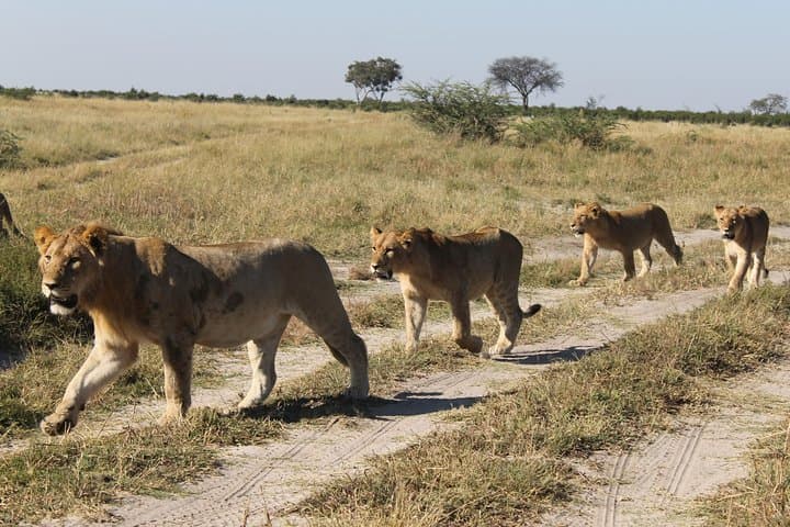 Okavango Delta to Chobe: 8-Day Safari, Mokoro & Camping Adventure photo 6