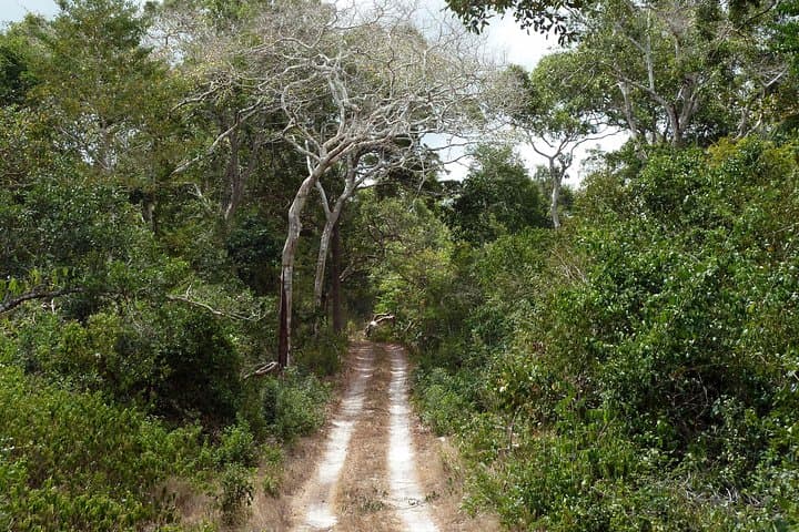 Arabuko Sokoke Day Trip: Coastal Kenya Endemic Forest Walks photo 2