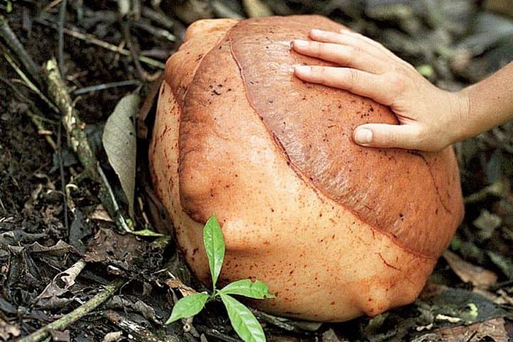 Hunt the Rafflesia: Gunung Gading Day Trip from Kuching photo 2