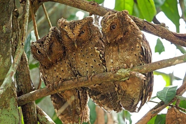 Arabuko Sokoke Day Trip: Coastal Kenya Endemic Forest Walks