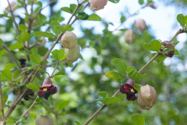 Arabuko Sokoke Day Trip: Coastal Kenya Endemic Forest Walks photo 3