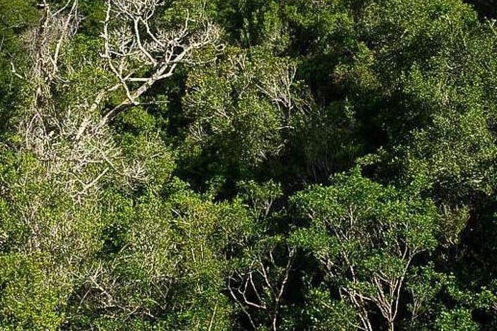 Arabuko Sokoke Day Trip: Coastal Kenya Endemic Forest Walks photo 5