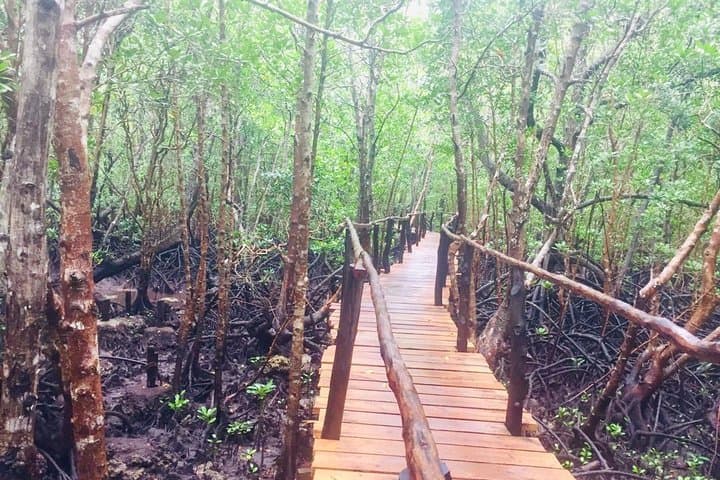 Jozani Forest Tour: Red Colobus Monkeys & Mangrove Boardwalks in Zanzibar photo 5