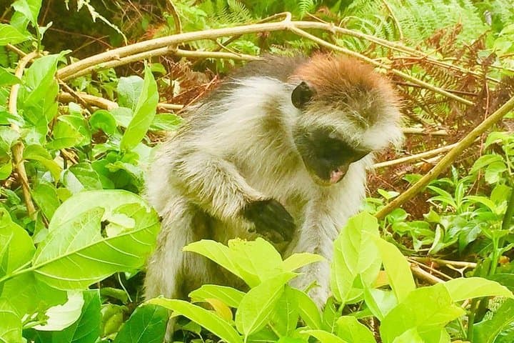 Jozani Forest Tour: Red Colobus Monkeys & Mangrove Boardwalks in Zanzibar photo 6