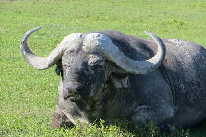 Tarangire Day Trip from Arusha — Up-Close with Elephants on a Classic Dry-River Game Drive photo 2