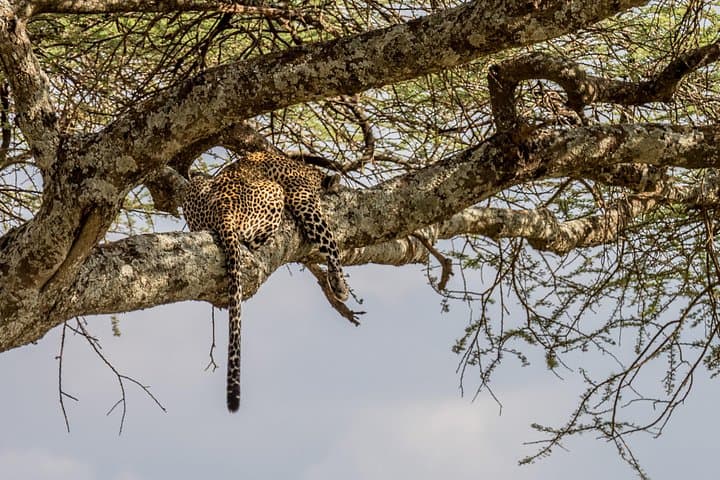 Lake Manyara Day Trip from Arusha — Game Drive, Flamingos & Tree-Climbing Lions photo 2