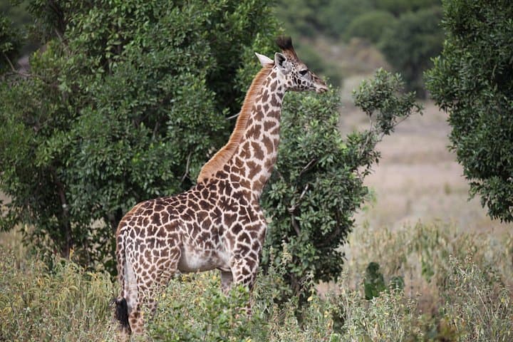 Lake Manyara Day Trip from Arusha — Game Drive, Flamingos & Tree-Climbing Lions photo 3