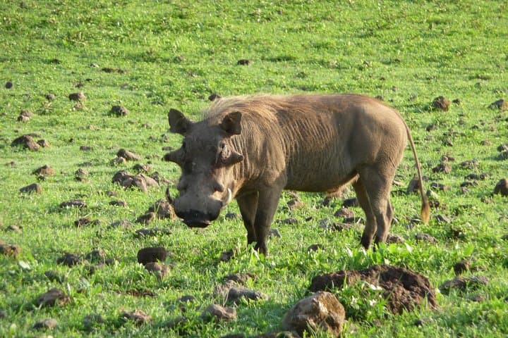Tarangire Day Trip from Arusha — Up-Close with Elephants on a Classic Dry-River Game Drive photo 3
