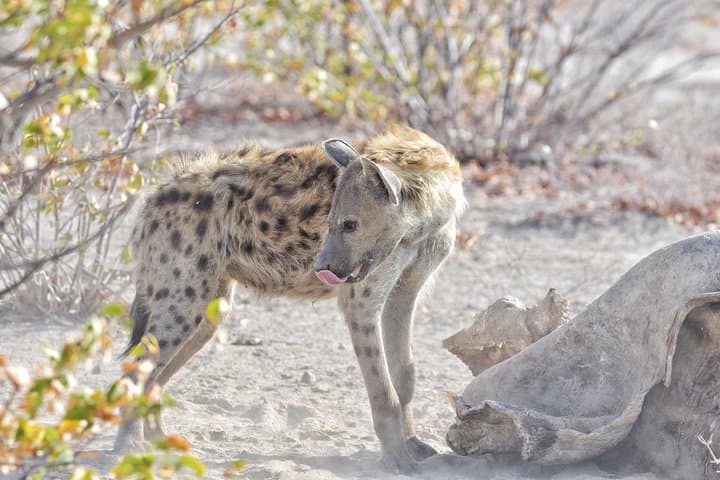 Botswana Classic Safari: Nxai Pan, Moremi & Chobe 10-Night Wildlife Circuit photo 6