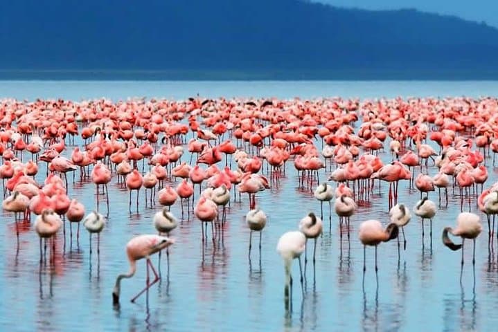 5-Day Budget Safari in Kenya — Maasai Mara, Lake Nakuru & Naivasha