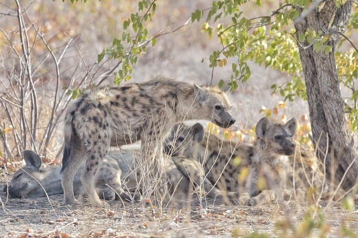 Victoria Falls to Okavango Delta: 12-Day Chobe Safari & Mokoro Expedition photo 1
