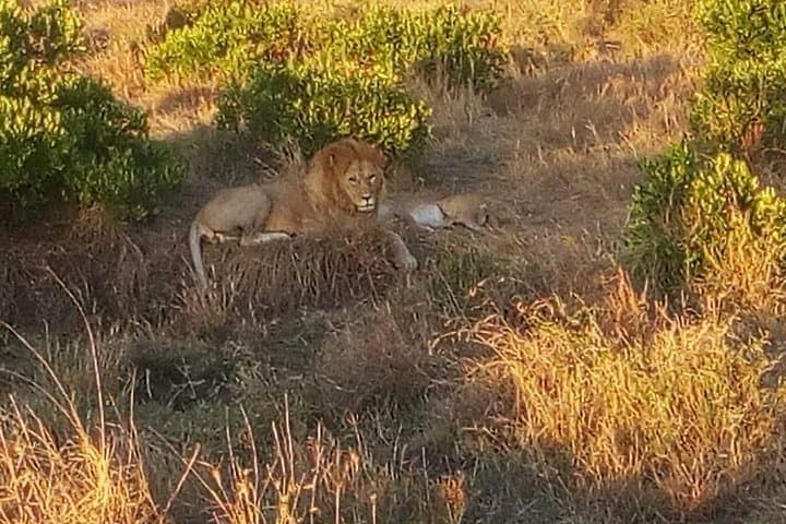Explore Nairobi’s Wild Heart: A Day Trip Through Nature, Culture, and History