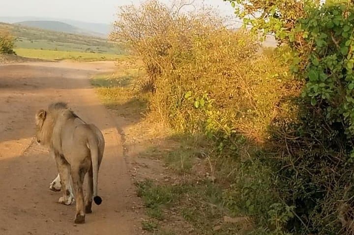 Explore Nairobi’s Wild Heart: A Day Trip Through Nature, Culture, and History photo 5