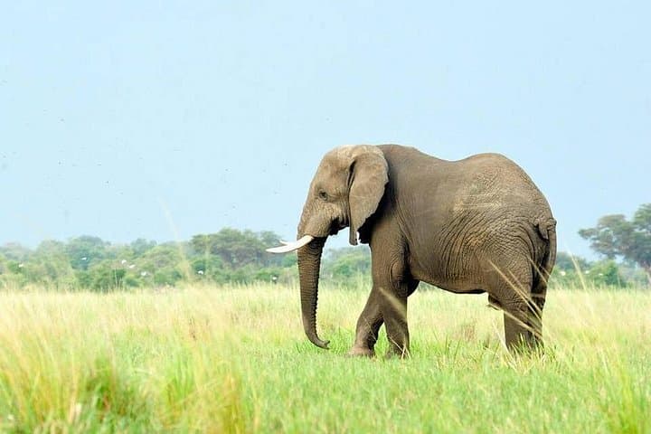 5-Day Budget Great Migration Safari: Tarangire, Manyara, Serengeti & Ngorongoro photo 1