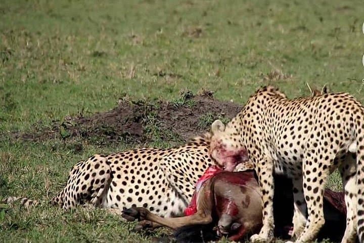5-Day Budget Great Migration Safari: Tarangire, Manyara, Serengeti & Ngorongoro photo 2