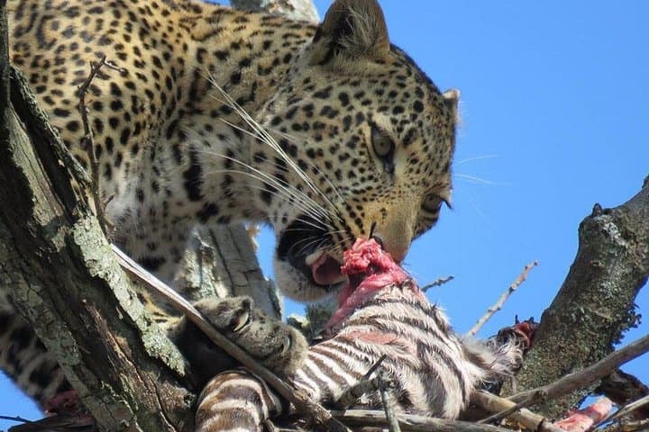 5-Day Budget Great Migration Safari: Tarangire, Manyara, Serengeti & Ngorongoro photo 4