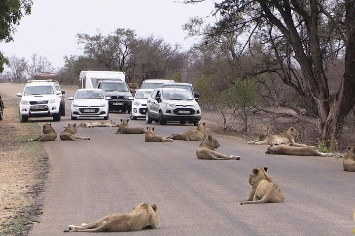 Exploring Nairobi National Park and Cultural Gems: A Day Tour from Nairobi photo 2