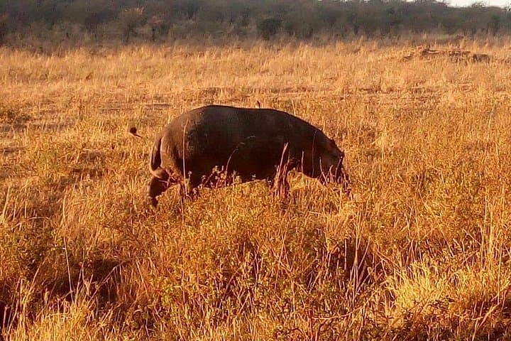4-Day Maasai Mara & Lake Nakuru Safari — Migration, Big Five & Flamingos photo 3