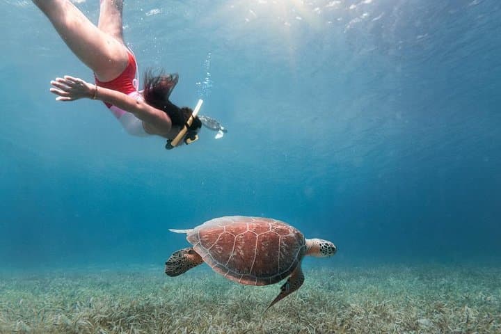 Culebra Snorkel and Turtle Adventure — Flamenco Beach & Luis Peña Marine Reserve