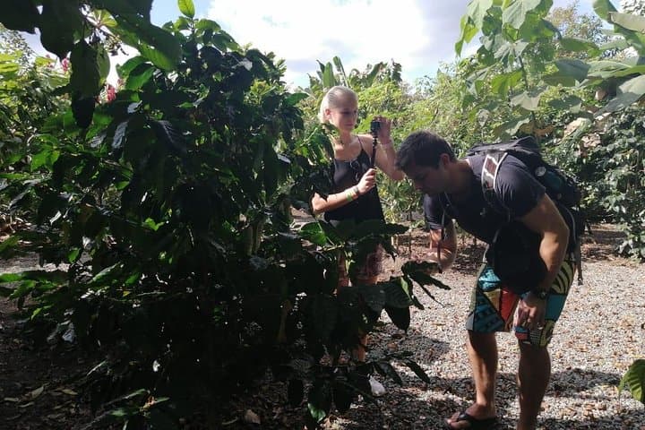 Chocolate, Coffee & Sugar Cane Tour in La Fortuna — Farm-to-Table Tastings & History photo 6