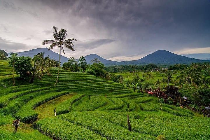 Private Chartered Car to Jatiluwih Rice Terraces and Tanah Lot Temple photo 1