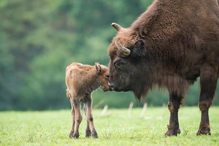 Bialowieza National Park Day Trip from Warsaw — See European Bison in the Primeval Forest