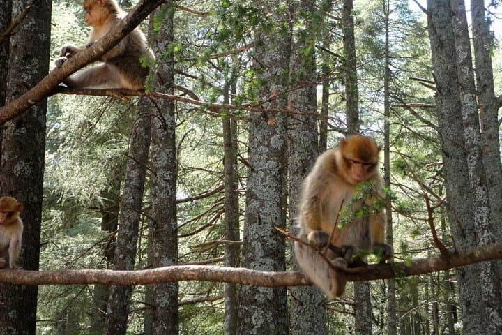 Middle Atlas Day Trip from Fez: Ifrane, Azrou & Berber Village Life