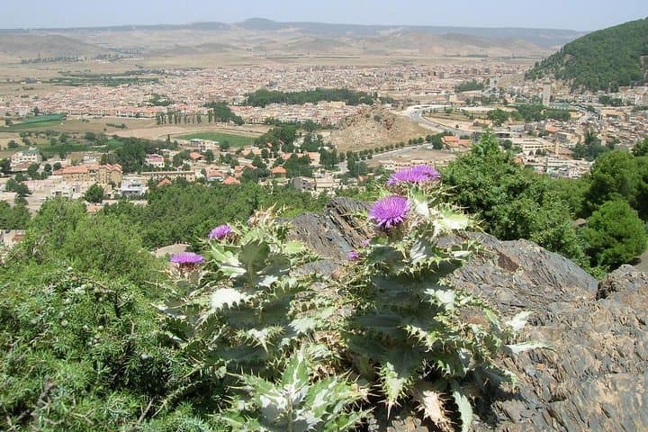 Middle Atlas Day Trip from Fez: Ifrane, Azrou & Berber Village Life photo 6