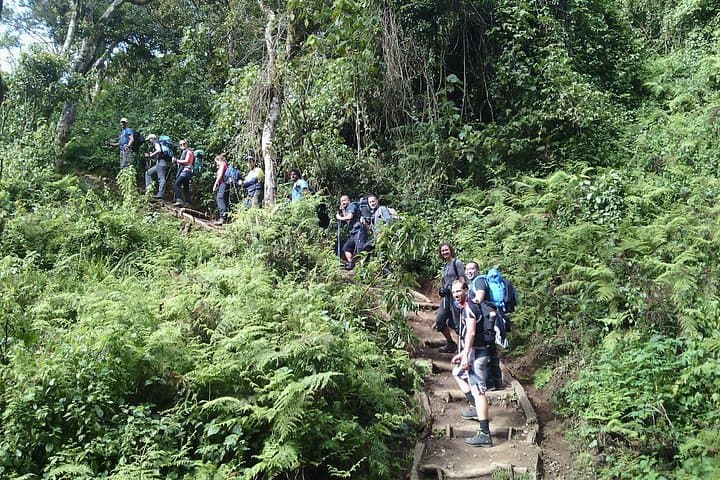 Lemosho Route on Mount Kilimanjaro: Scenic 7-Day Trek from Londorossi Gate photo 3