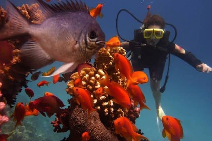 Red Sea Day Scuba Trip from Hurghada — Two Dives, Turtles & Coral Reefs photo 3