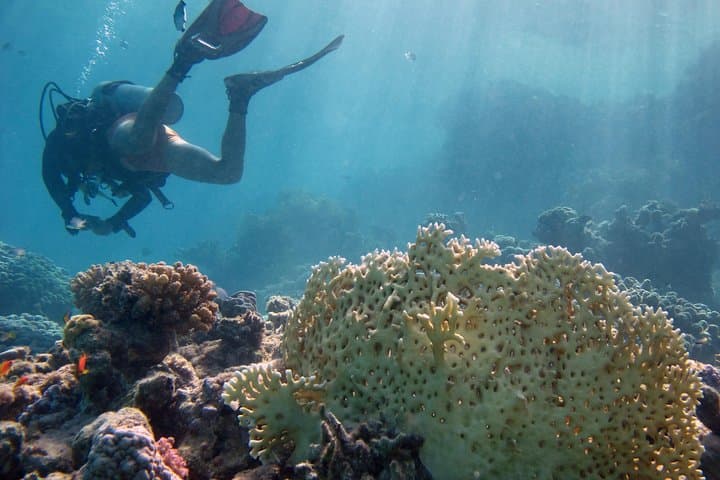 Red Sea Day Scuba Trip from Hurghada — Two Dives, Turtles & Coral Reefs photo 4