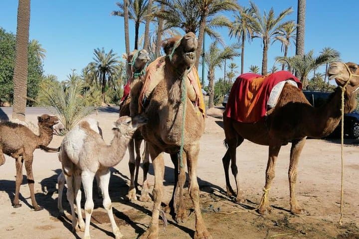 Palmeraie Camel Ride Marrakech — 90-Minute Camel Trek & Mint Tea photo 2