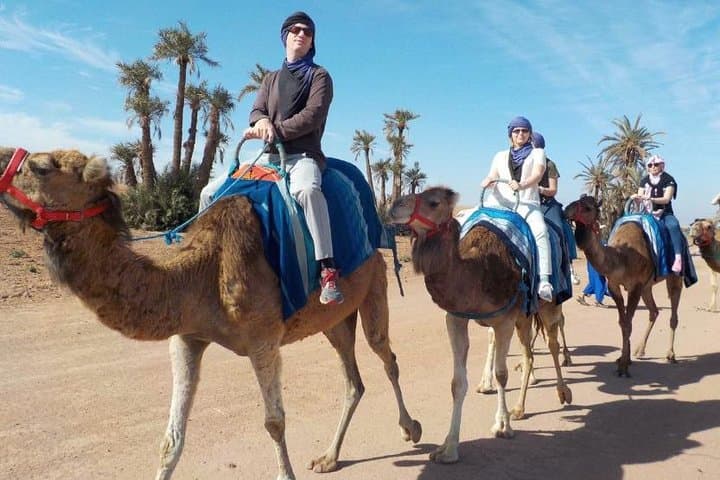 Palmeraie Camel Ride Marrakech — 90-Minute Camel Trek & Mint Tea photo 3