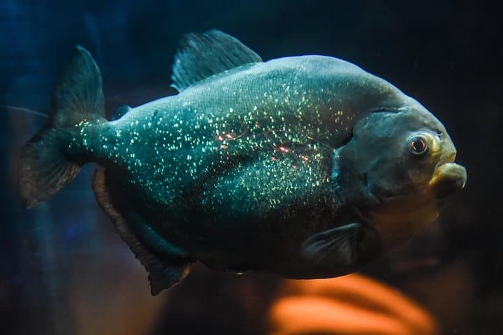SEA LIFE Brighton — Victorian Aquarium Tickets & Visitor Guide photo 5