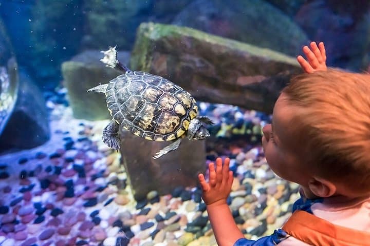 SEA LIFE Brighton — Victorian Aquarium Tickets & Visitor Guide photo 4