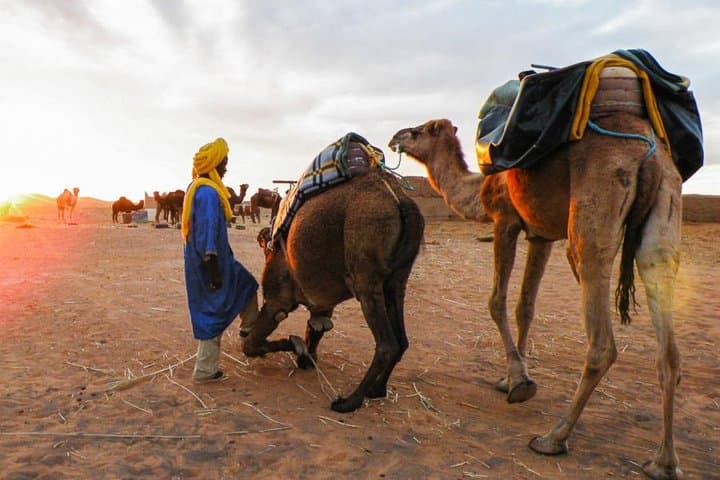 Sunset Camel Ride in the Agafay Desert — 3-Hour Dromedary Experience from Marrakech photo 3