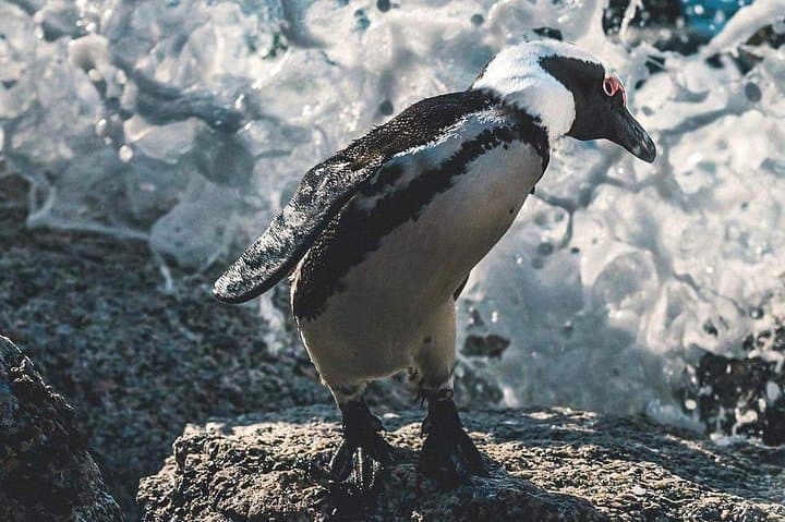 Private Cape Peninsula Highlights: Chapman's Peak, Cape Point & Boulders Beach Day Tour
