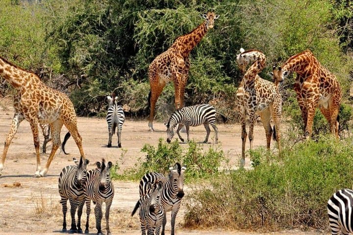 4-Day Mkomazi National Park Safari & Kikuletwa Hot Springs (Moshi) from Dar/Arusha photo 2