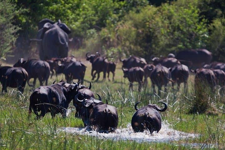 4-Day Mkomazi National Park Safari & Kikuletwa Hot Springs (Moshi) from Dar/Arusha photo 3