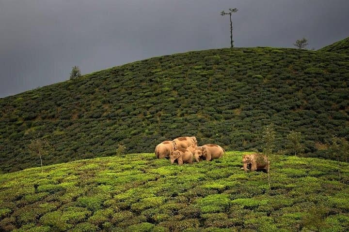 Kochi-to-Valparai-2-Day-Hill-Drive-Tea-Estates-and-Wildlife