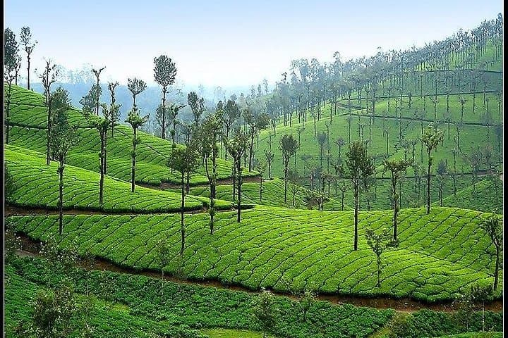 Kochi-to-Valparai-2-Day-Hill-Drive-Tea-Estates-and-Wildlife photo 3