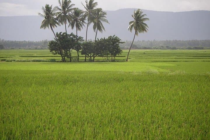 Kochi-to-Valparai-2-Day-Hill-Drive-Tea-Estates-and-Wildlife photo 4