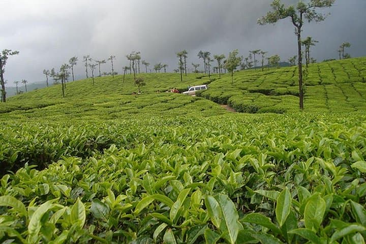 Kochi-to-Valparai-2-Day-Hill-Drive-Tea-Estates-and-Wildlife photo 5