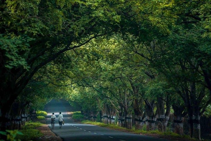Kochi-to-Valparai-2-Day-Hill-Drive-Tea-Estates-and-Wildlife photo 6